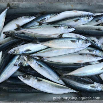 Κατεψυγμένα ψάρια Pacific σκουμπρί ολόκληρα προμηθευτές χονδρικής πώλησης